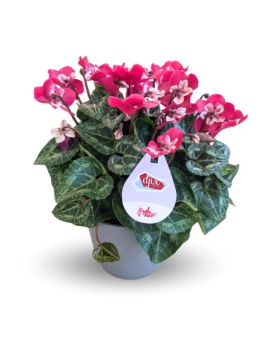 Cyclamen Djix (maceta 13 cm Ø)