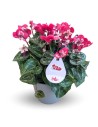 Cyclamen Djix (maceta 13 cm Ø)