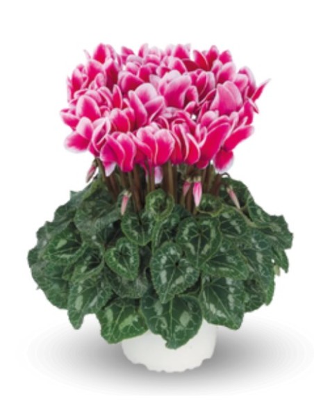 Cyclamen Fantasia (pot 13 cm Ø)