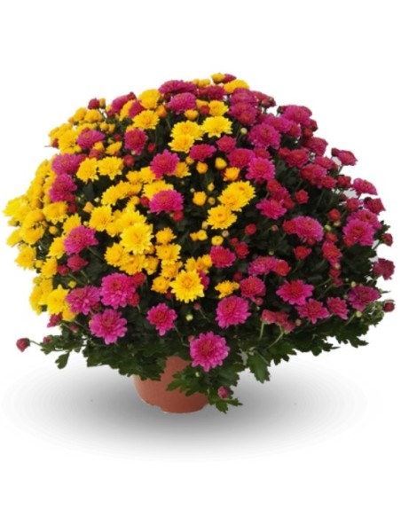 Crisantemo de bola desde 1,95€ en Germigarden
