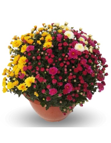 Crisantemo de bola desde 1,95€ en Germigarden