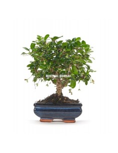 Carmona Bonsaï (Carmona Microphylla).