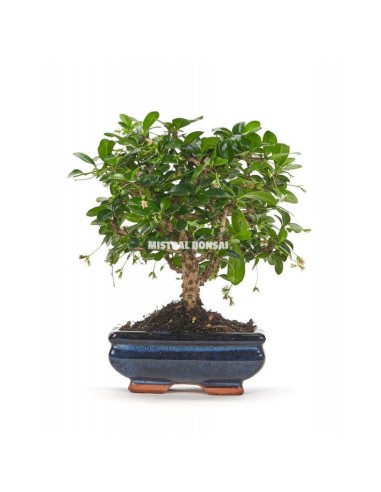 Bonsái Carmona (Carmona microphylla) o bonsai té de Filipinas