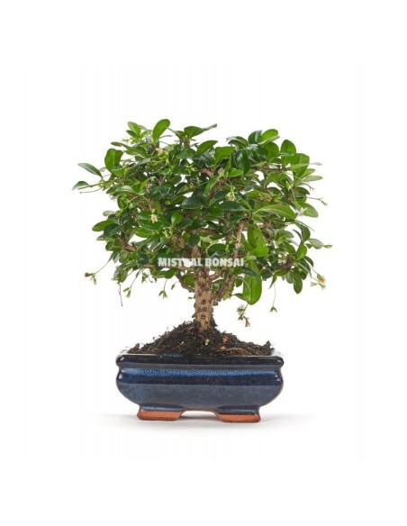 Bonsái Carmona (Carmona microphylla) o bonsai té de Filipinas
