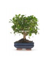 Bonsái Carmona (Carmona microphylla) o bonsai té de Filipinas