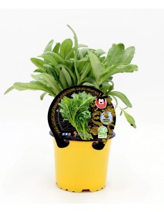 Mudas de Shungiku natural (vaso 10,5 cm ø)