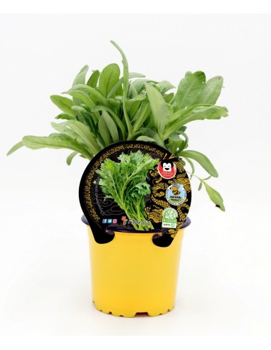 Plantel Shungiku natural (maceta 10,5 cm ø)
