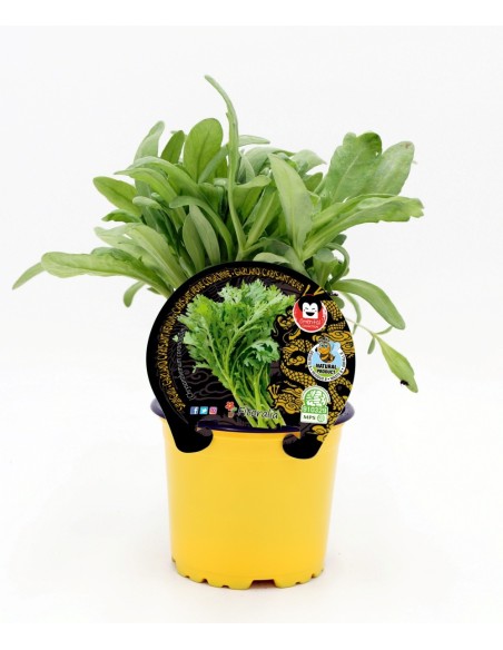 Plantel Shungiku natural (maceta 10,5 cm ø)