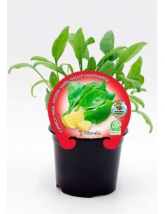 Plantel espinaca limón natural (maceta 10,5 cm Ø)