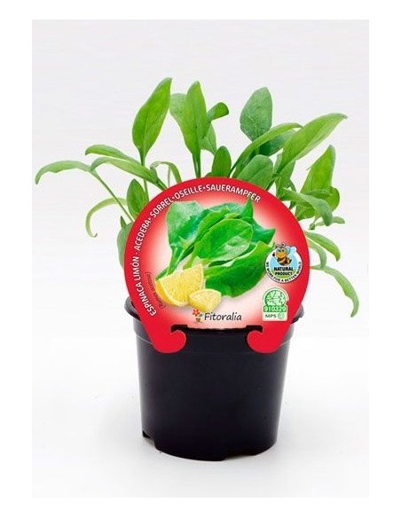 Mudas de espinafre limão natural (vaso 10,5 cm Ø)