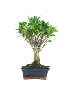 Bonsai Ficus (Ficus Retusa) 2