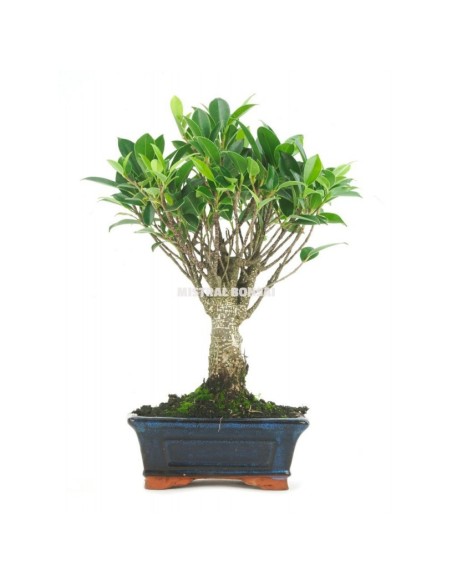 Bonsai Ficus (Ficus Retusa)