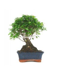 Bonsai Sageretia (Sageretia theezans) 2