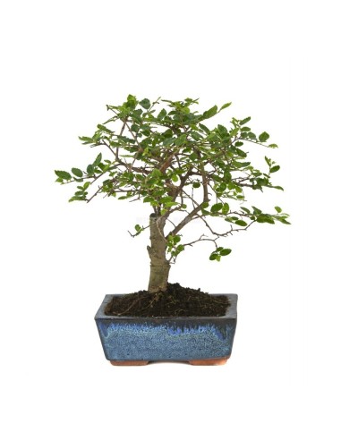 Bonsai Zelkova (Zelkova parvifolia)