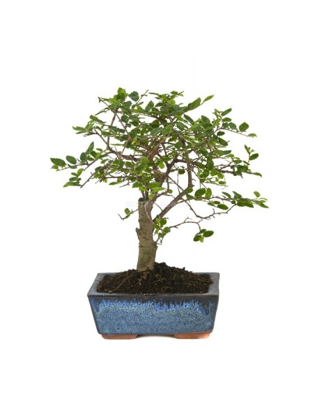 Bonsai Zelkova (Zelkova parvifolia) o bonsai olmo japonés