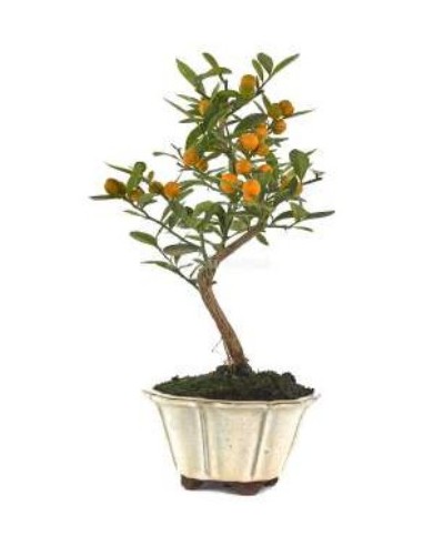 Bonsai Citrus (Citrus)