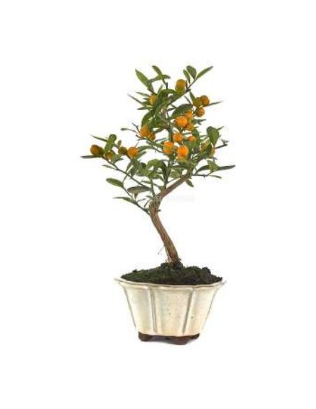 Bonsai Citrus (Citrus)