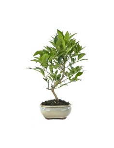 Bonsaï citron ou bonsaï Citrus llimecuat