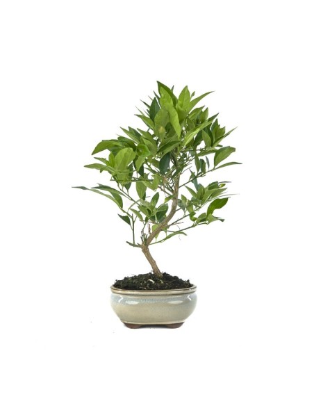 Bonsái limonero o bonsai Citrus llimecuat