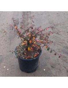 Cotoneaster Coral Beauty (pot 19 cm ø)