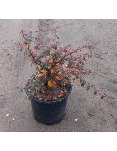 Cotoneaster Coral Beauty (maceta 19 cm ø)