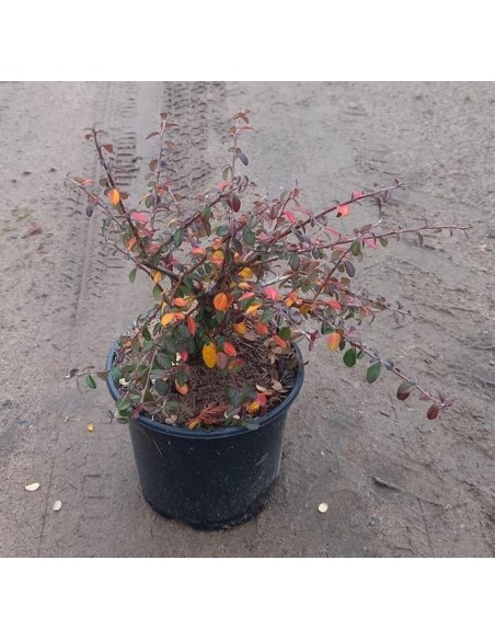 Cotoneaster Coral Beauty (maceta 19 cm ø)