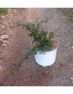 Cotoneaster Salicifolia Repens (test 19 cm ø)