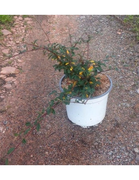 Cotoneaster Salicifolia Repens (vaso 19 cm ø)