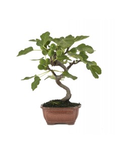 Bonsaï Figuier (Ficus carica). 2