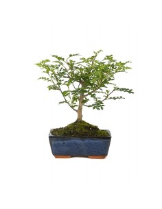 Bonsai Zanthoxylum o bonsai pimentero japonés
