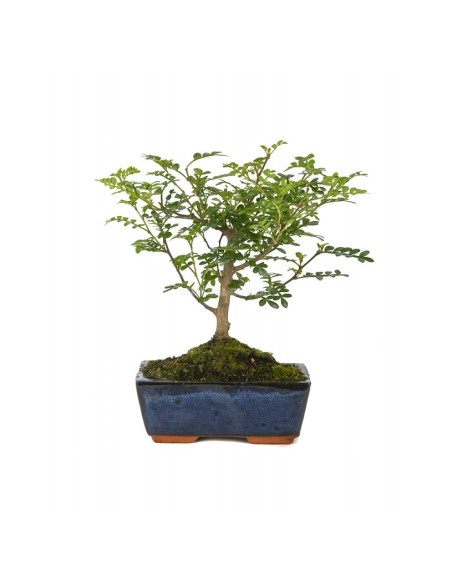 Bonsai Zanthoxylum