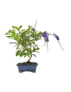 Bonsai Durantha repens