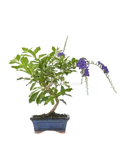Bonsai Durantha repens