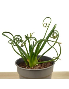 Albuca spiralis (maceta 12 cm Ø)