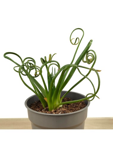 Albuca spiralis (maceta 12 cm Ø)