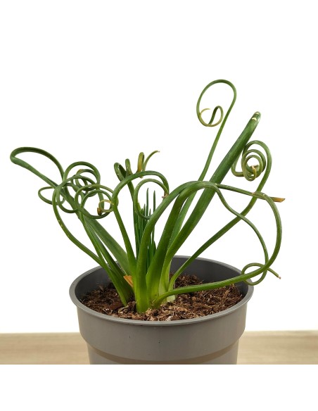 Albuca spiralis (maceta 12 cm Ø)