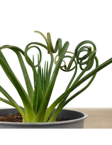 Albuca spiralis (maceta 12 cm Ø)