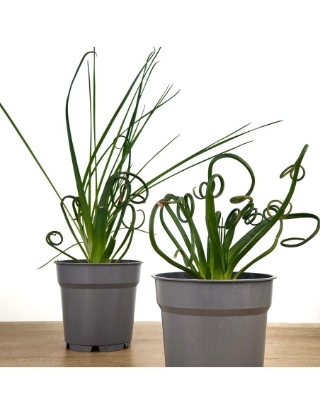 Albuca spiralis (maceta 12 cm Ø)