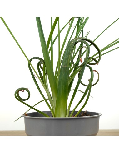 Albuca spiralis (maceta 12 cm Ø)