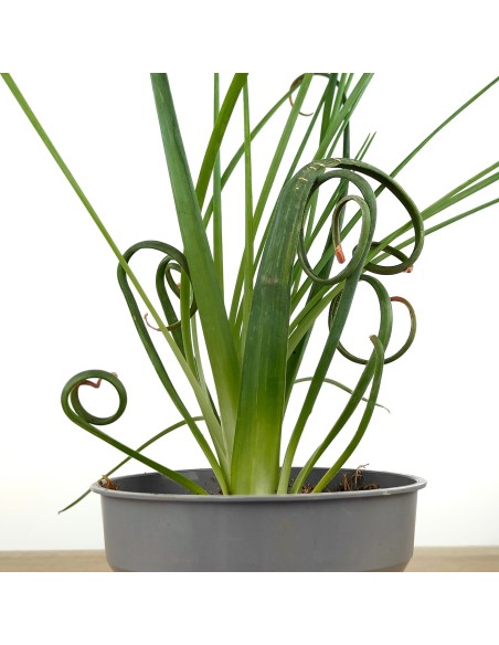 Albuca spiralis (maceta 12 cm Ø)