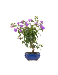 Bonsai Bouganvillea