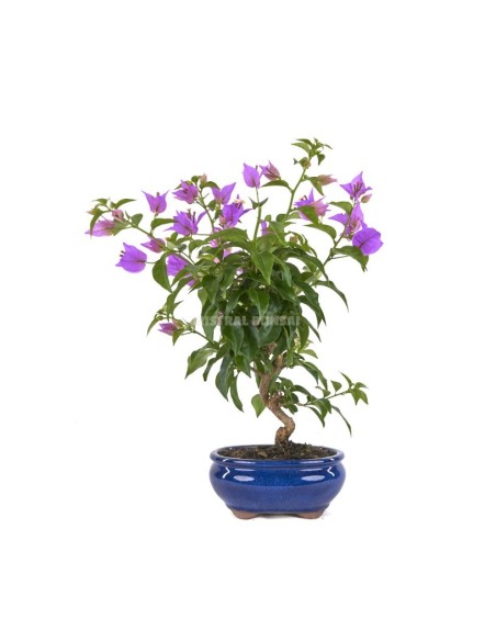 Bonsai Bouganvillea