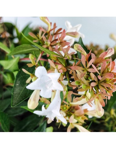 Abelia grandiflora o Abelia de flor blanca (maceta 17 cm ø)
