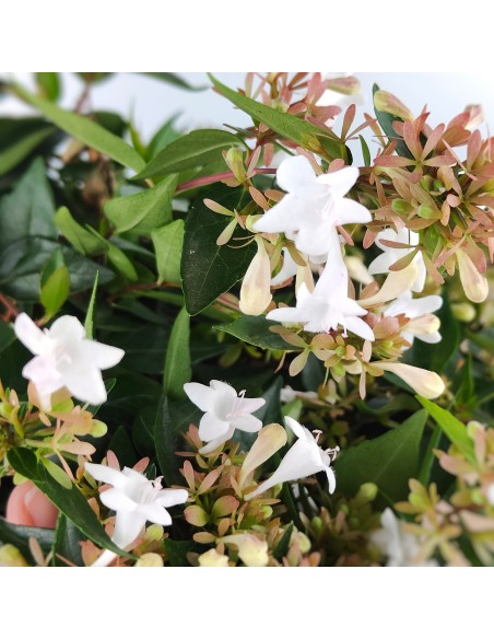 Abelia grandiflora o Abelia de flor blanca (maceta 17 cm ø)