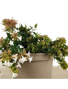 Abelie grandiflora o Abélie à fleurs blanches (pot 17 cm ø) 2