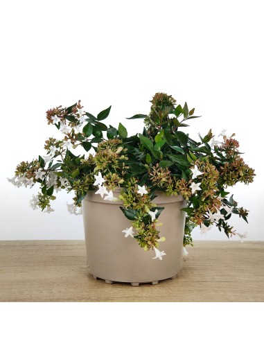 Abelie grandiflora o Abélie à fleurs blanches (pot 17 cm ø)