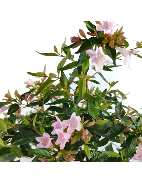 Abelia 'Edward Goucher' o abelia de flor rosa (maceta 17 cm ø)