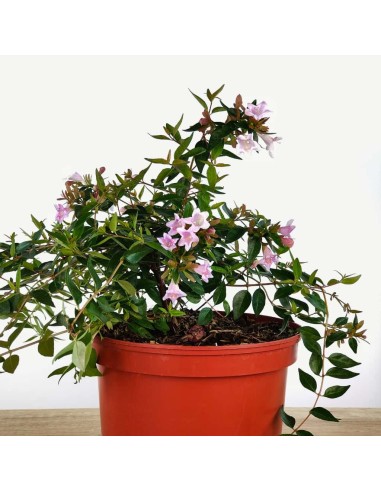 Abelia 'Edward Goucher' o abelia de flor rosa (maceta 17 cm ø)