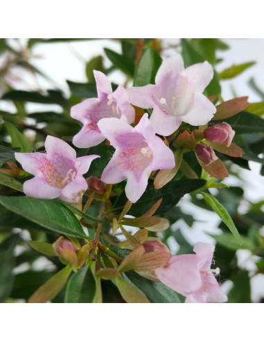 Abelie 'Edward Goucher' o Abélie à fleurs rose (pot 17 cm ø)