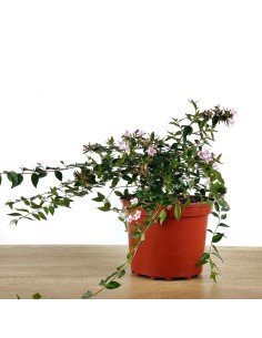 Abelie 'Edward Goucher' o Abélie à fleurs rose (pot 17 cm ø)